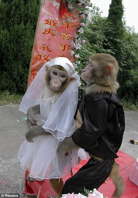 Cruel? The monkeys at the ceremony organised by a Chinese zoo